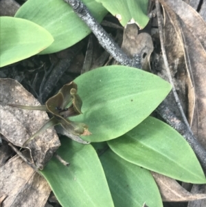 Chiloglottis valida at Denman Prospect, ACT - 6 Nov 2022