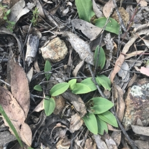 Chiloglottis valida at Denman Prospect, ACT - 6 Nov 2022