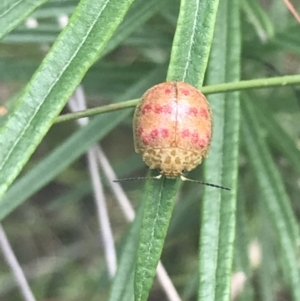 Paropsis obsoleta at Stromlo, ACT - 6 Nov 2022