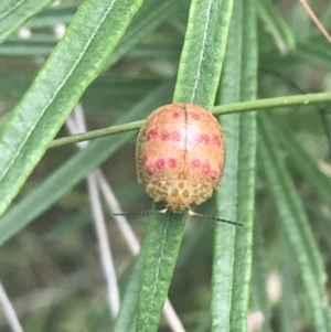 Paropsis obsoleta at Stromlo, ACT - 6 Nov 2022