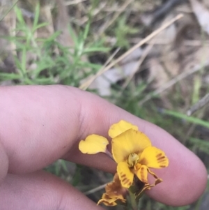 Diuris semilunulata at Stromlo, ACT - 6 Nov 2022