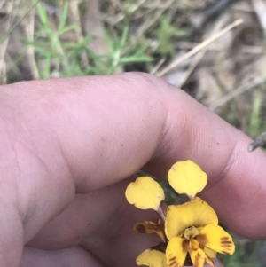 Diuris semilunulata at Stromlo, ACT - 6 Nov 2022