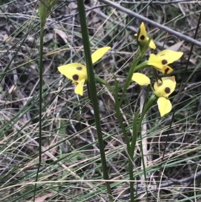 Diuris sulphurea (Tiger Orchid) at Stromlo, ACT - 6 Nov 2022 by Tapirlord