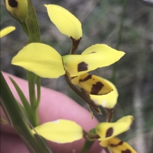 Diuris sulphurea at Stromlo, ACT - 6 Nov 2022