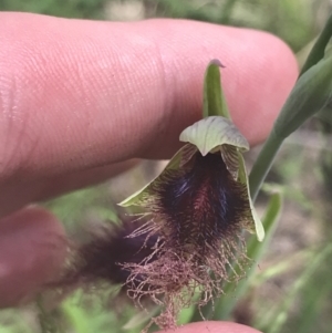 Calochilus platychilus at Stromlo, ACT - suppressed