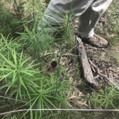 Calochilus platychilus at Stromlo, ACT - suppressed