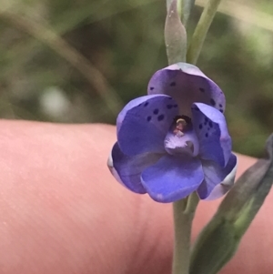 Thelymitra juncifolia at Stromlo, ACT - suppressed