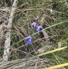 Thelymitra juncifolia at Stromlo, ACT - suppressed