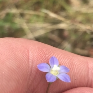 Wahlenbergia multicaulis at Stromlo, ACT - 6 Nov 2022 01:28 PM