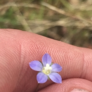 Wahlenbergia multicaulis at Stromlo, ACT - 6 Nov 2022 01:28 PM