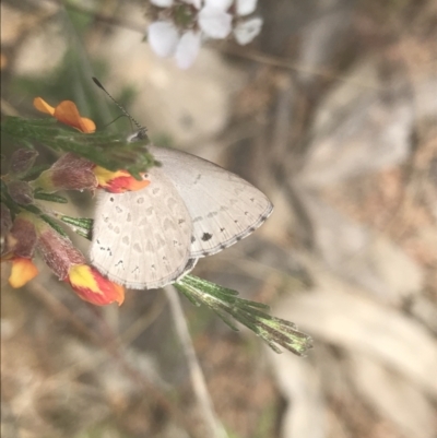 Erina hyacinthina (Varied Dusky-blue) at Denman Prospect 2 Estate Deferred Area (Block 12) - 6 Nov 2022 by Tapirlord