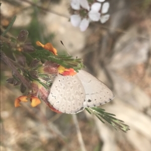 Erina hyacinthina at Molonglo Valley, ACT - 6 Nov 2022