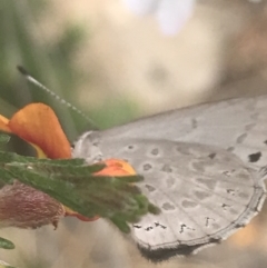 Erina hyacinthina at Molonglo Valley, ACT - 6 Nov 2022 12:32 PM