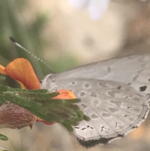 Erina hyacinthina at Molonglo Valley, ACT - 6 Nov 2022 12:32 PM