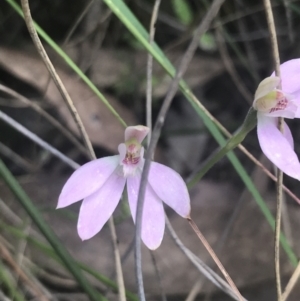 Caladenia carnea at Stromlo, ACT - suppressed