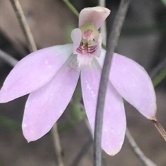 Caladenia carnea at Stromlo, ACT - suppressed