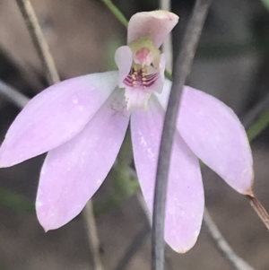 Caladenia carnea at Stromlo, ACT - suppressed