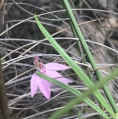 Caladenia carnea at Stromlo, ACT - suppressed