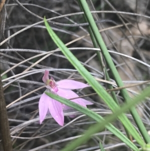 Caladenia carnea at Stromlo, ACT - 6 Nov 2022