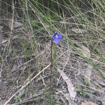 Thelymitra simulata (Graceful Sun-orchid) at Stromlo, ACT - 6 Nov 2022 by Tapirlord