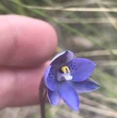 Thelymitra simulata at Stromlo, ACT - 6 Nov 2022