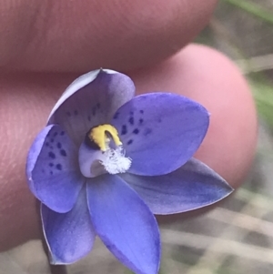 Thelymitra simulata at Stromlo, ACT - suppressed