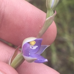 Thelymitra pauciflora at Molonglo Valley, ACT - 6 Nov 2022