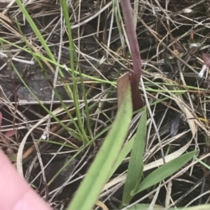 Thelymitra pauciflora at Molonglo Valley, ACT - suppressed