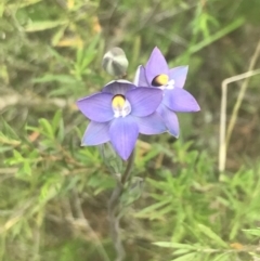 Thelymitra peniculata at Molonglo Valley, ACT - 6 Nov 2022