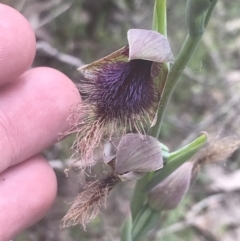 Calochilus platychilus (Purple Beard Orchid) at Molonglo Valley, ACT - 6 Nov 2022 by Tapirlord