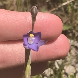 Thelymitra peniculata at Stromlo, ACT - 6 Nov 2022