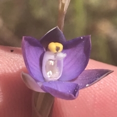 Thelymitra peniculata at Stromlo, ACT - 6 Nov 2022