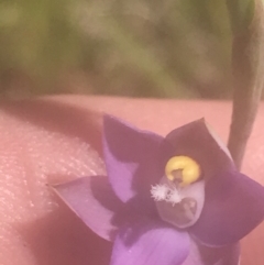 Thelymitra sp. (pauciflora complex) at Stromlo, ACT - 6 Nov 2022