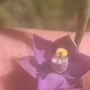 Thelymitra sp. (pauciflora complex) at Stromlo, ACT - 6 Nov 2022