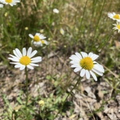 Chamaemelum nobile (Chamomile Daisy) at Mount Taylor - 3 Dec 2022 by Shazw