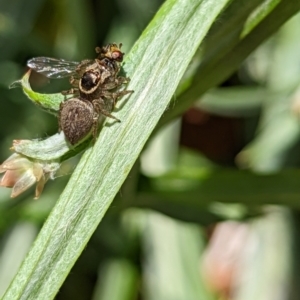 Maratus griseus at Watson, ACT - suppressed