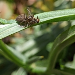 Maratus griseus at Watson, ACT - suppressed