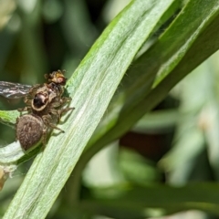 Maratus griseus at Watson, ACT - suppressed