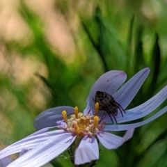 Araneus hamiltoni (Hamilton's Orb Weaver) at Watson, ACT - 3 Dec 2022 by AniseStar