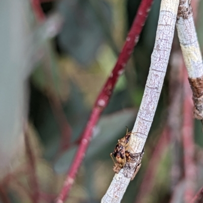 Unidentified Insect at Watson, ACT - 2 Dec 2022 by AniseStar