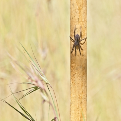Lycosidae (family) (Unidentified wolf spider) at Higgins, ACT - 2 Dec 2022 by Trevor