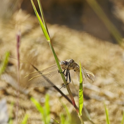 Orthetrum caledonicum (Blue Skimmer) at Higgins, ACT - 2 Dec 2022 by Trevor