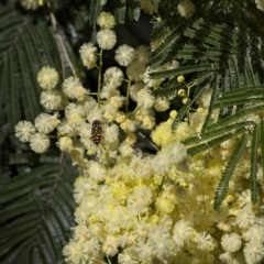 Eristalinus punctulatus (Golden Native Drone Fly) at Higgins, ACT - 2 Dec 2022 by Trevor