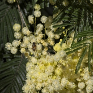 Eristalinus punctulatus at Higgins, ACT - 3 Dec 2022