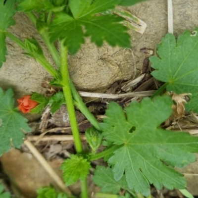 Modiola caroliniana (Red-flowered Mallow) at Bungendore, NSW - 3 Dec 2022 by clarehoneydove