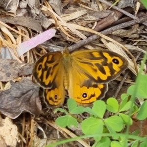 Heteronympha merope at Bungendore, NSW - 3 Dec 2022 11:12 AM