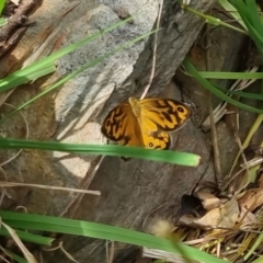 Heteronympha merope at Bungendore, NSW - 3 Dec 2022