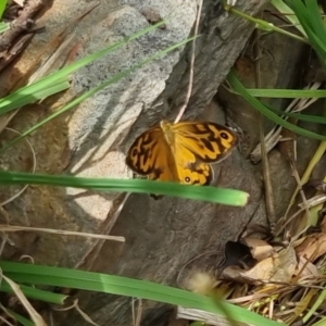 Heteronympha merope at Bungendore, NSW - 3 Dec 2022 11:12 AM