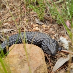 Tiliqua rugosa (Shingleback Lizard) at Bungendore, NSW - 3 Dec 2022 by clarehoneydove