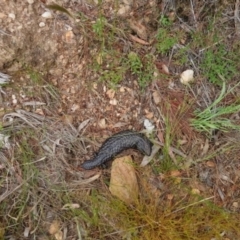 Tiliqua rugosa at Bungendore, NSW - 3 Dec 2022